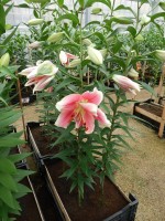 [4372 Okayama ST No201.JPG]